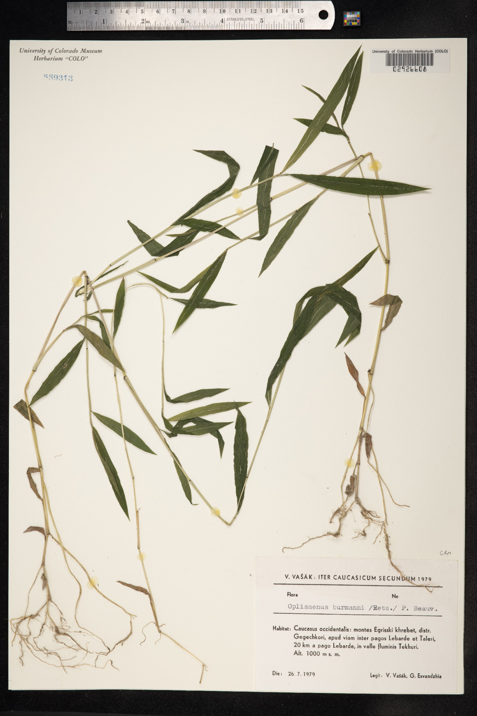 Oplismenus hirtellus image