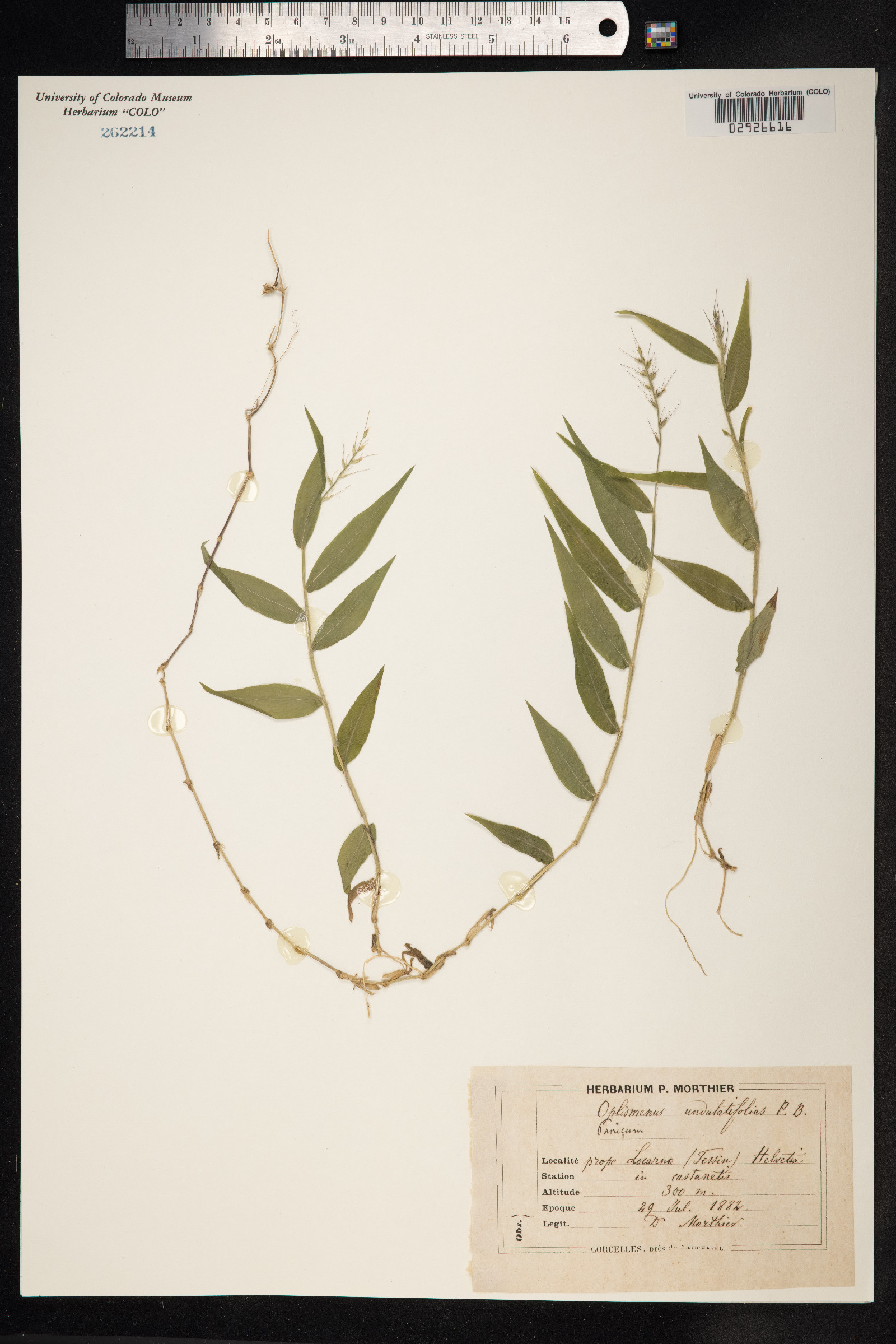 Oplismenus compositus image