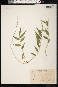 Oplismenus compositus image