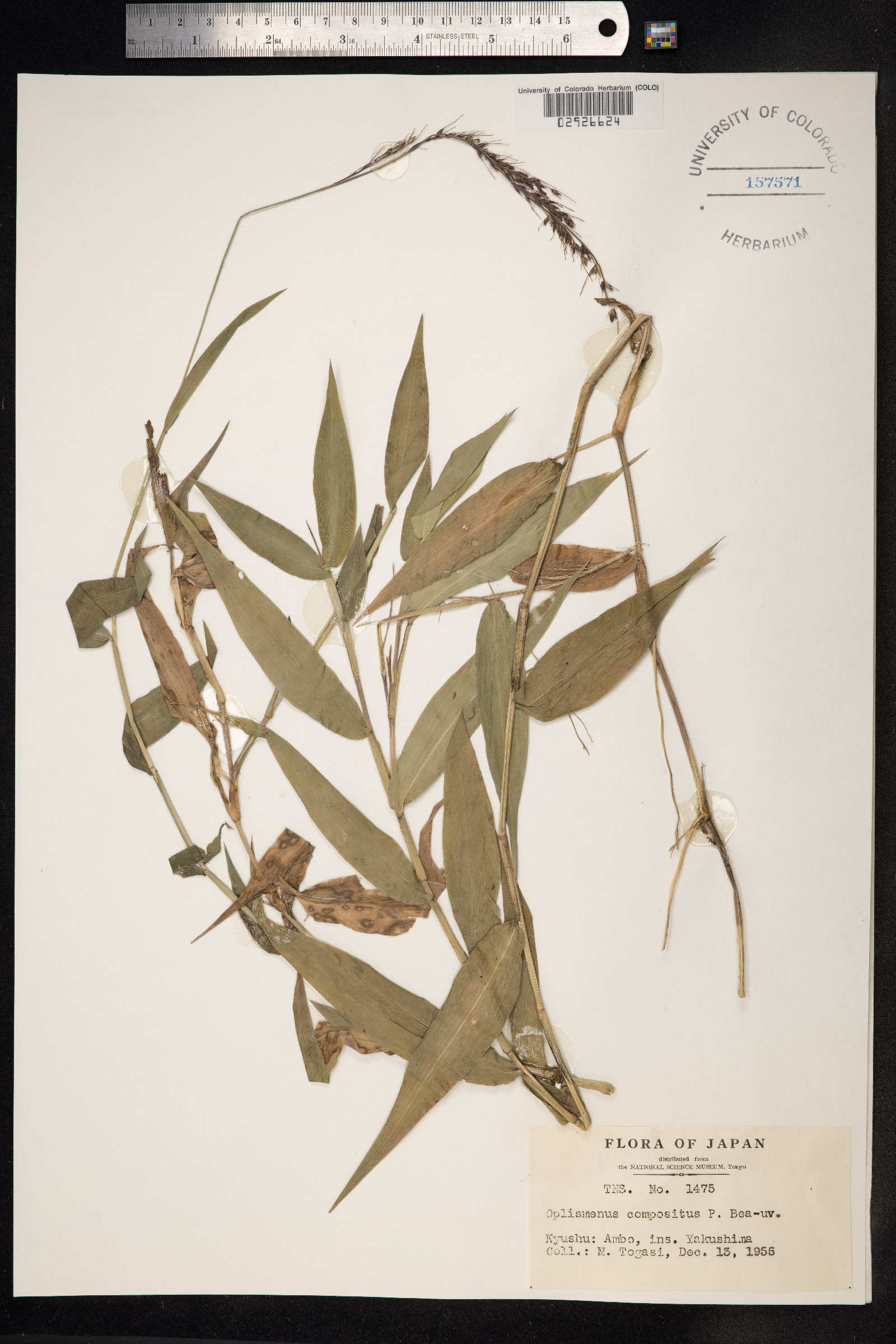 Oplismenus compositus image