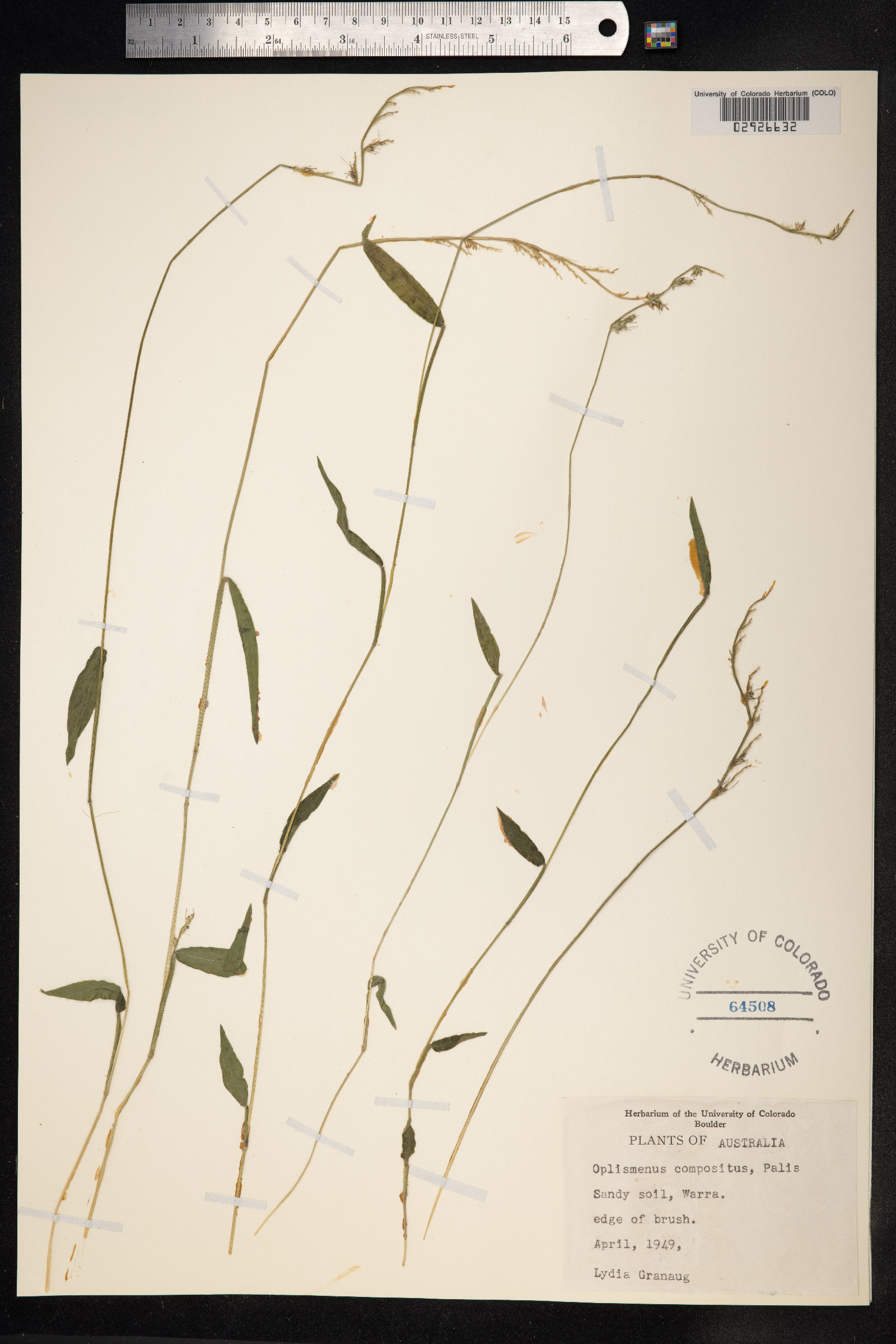 Oplismenus compositus image