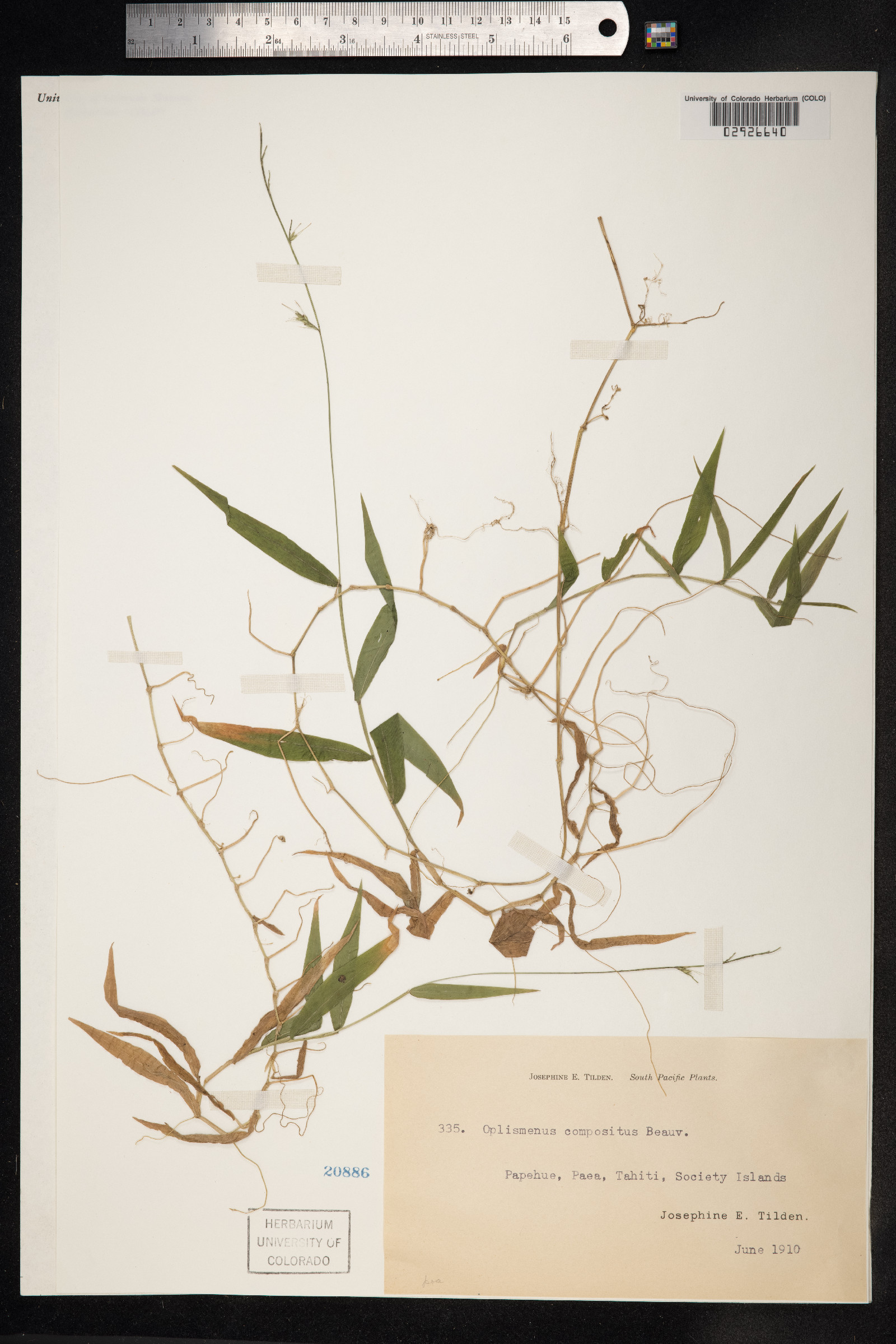 Oplismenus compositus image