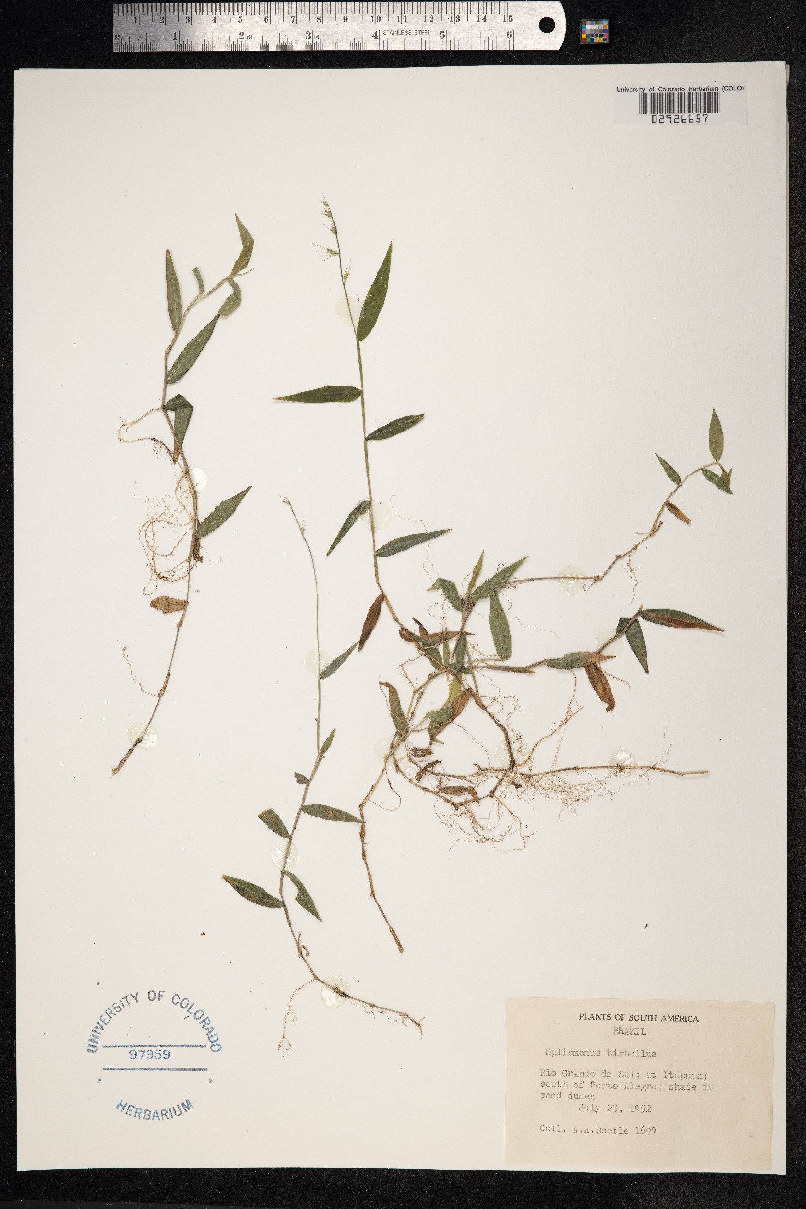 Oplismenus compositus image