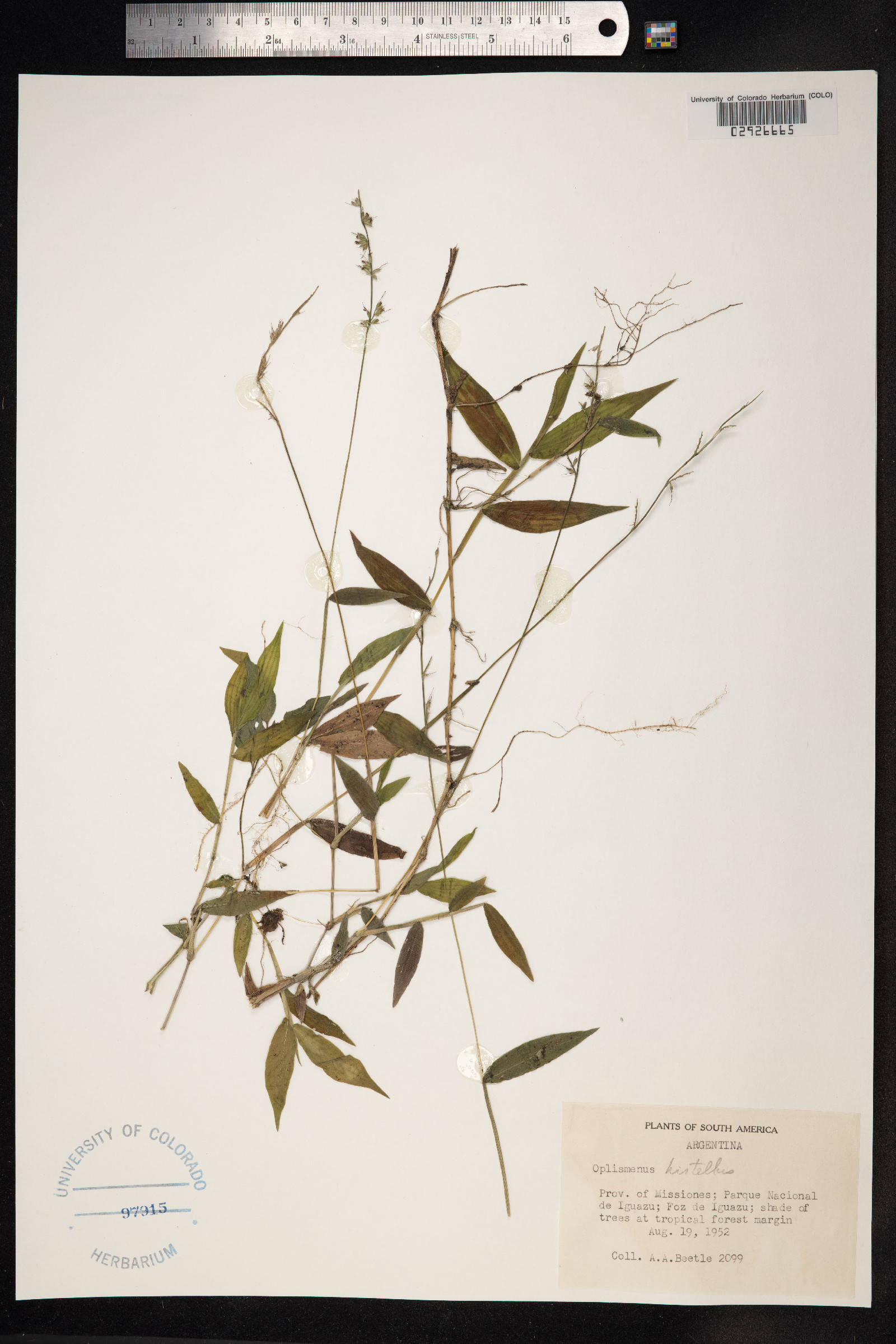 Oplismenus compositus image