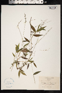 Oplismenus compositus image