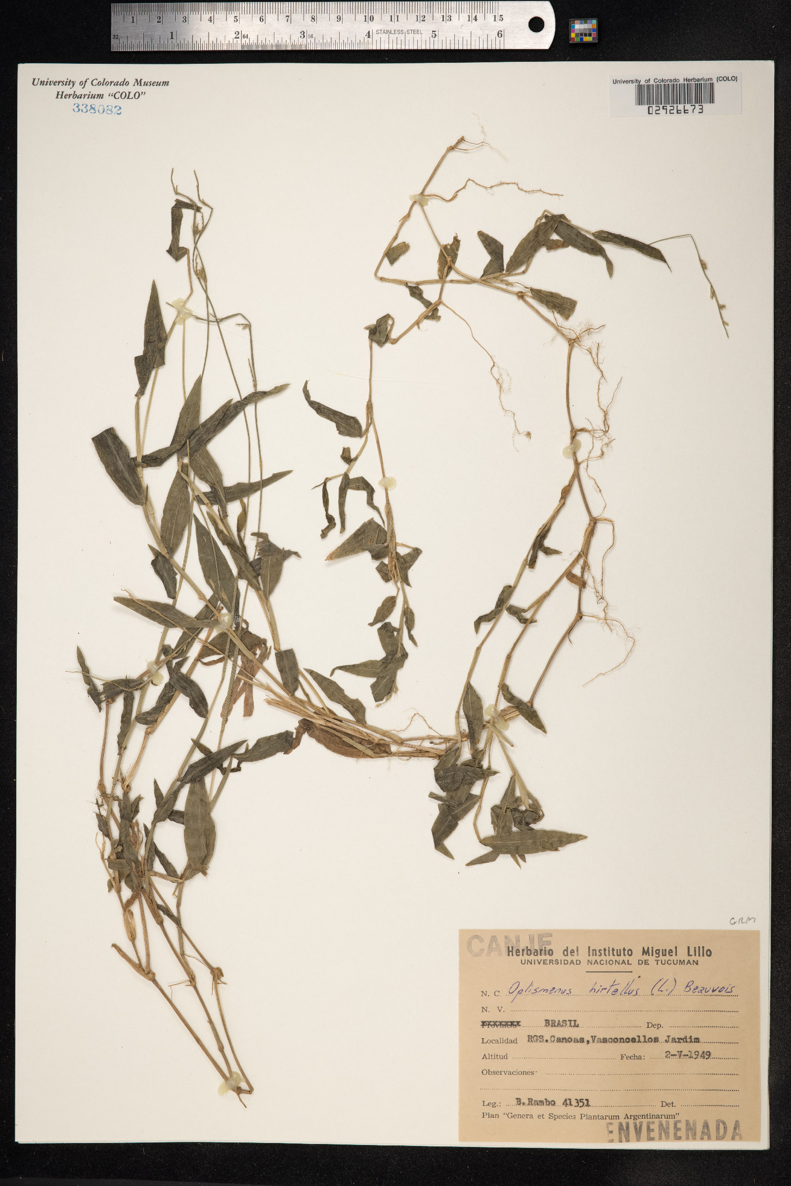 Oplismenus compositus image