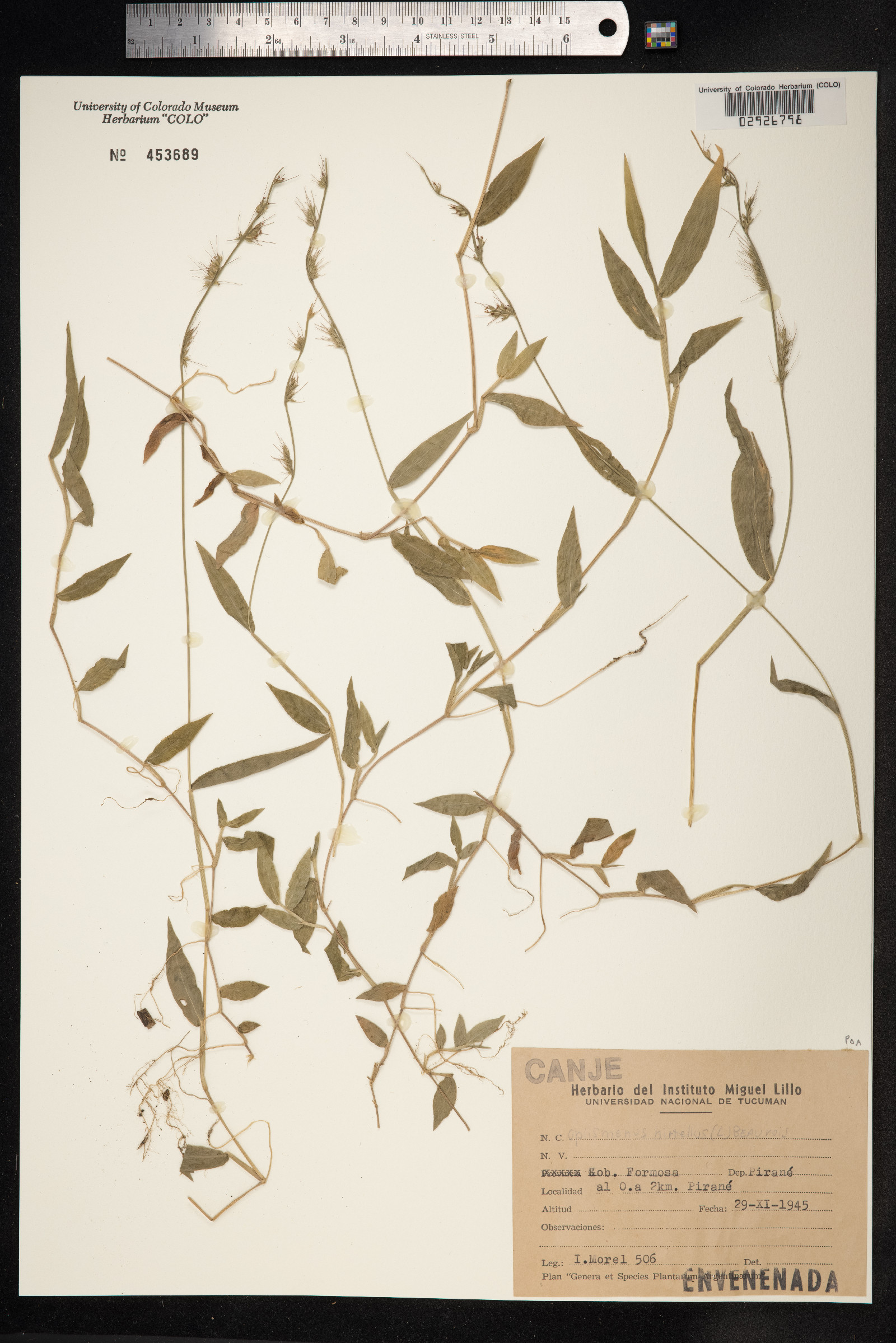 Oplismenus hirtellus image