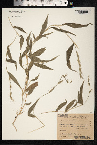 Oplismenus hirtellus image
