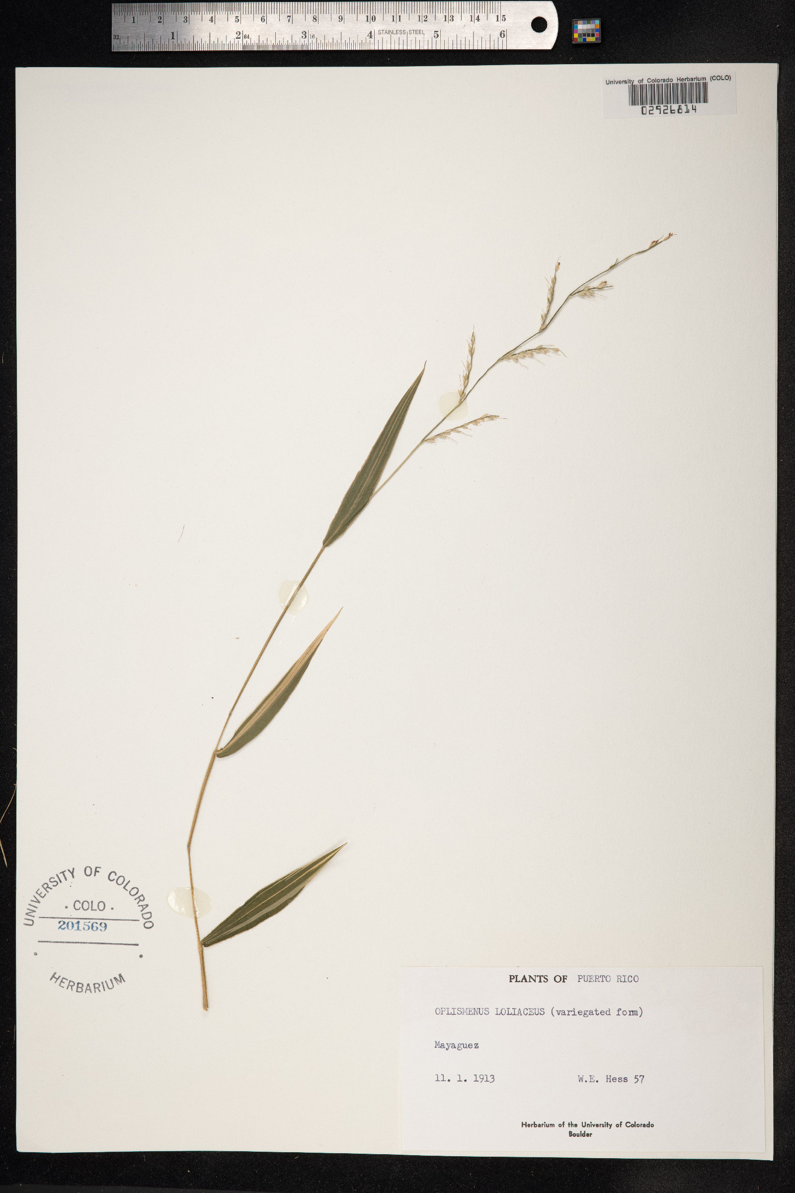 Oplismenus hirtellus ssp. hirtellus image