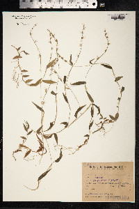 Image of Setaria hirtella