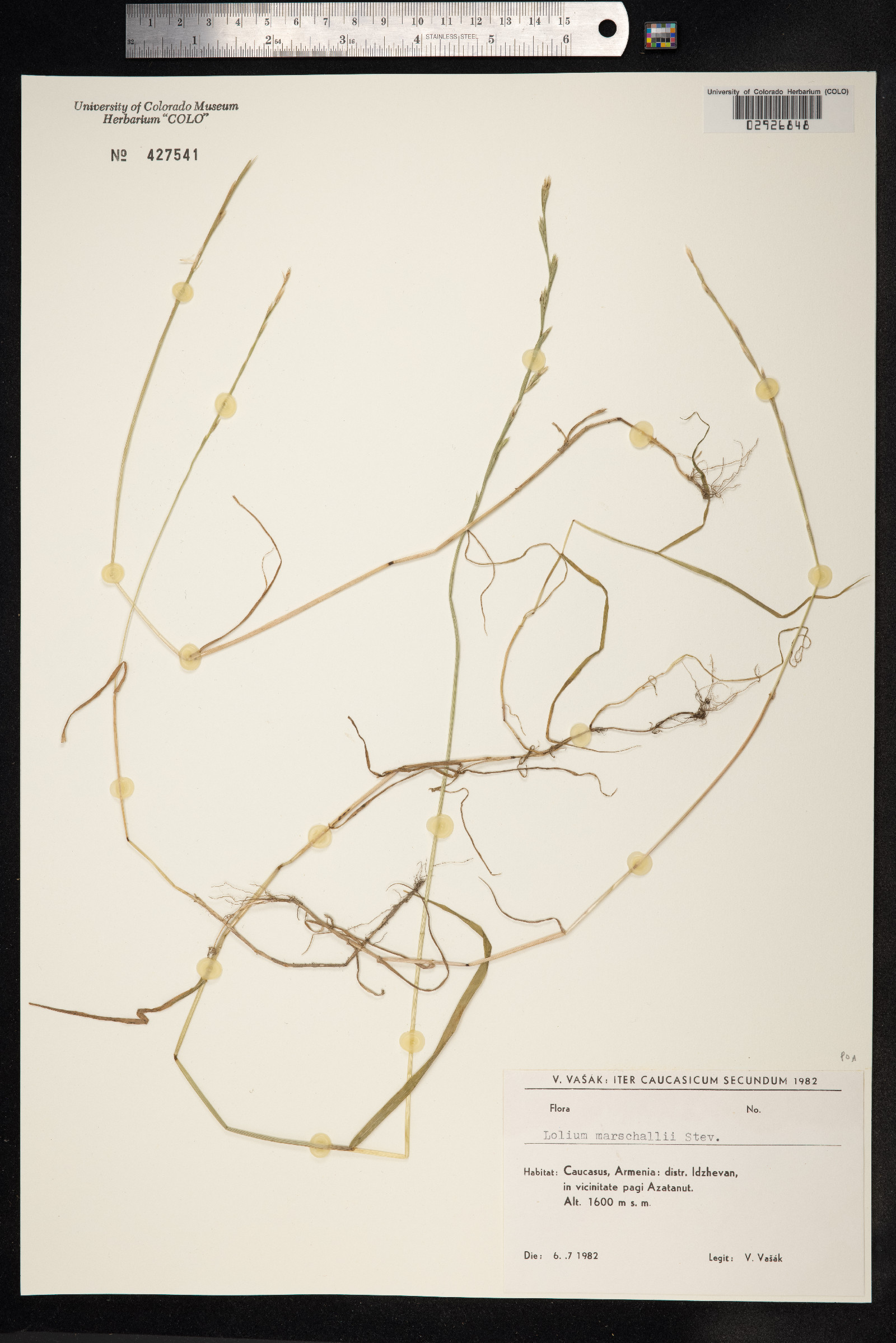 Lolium image