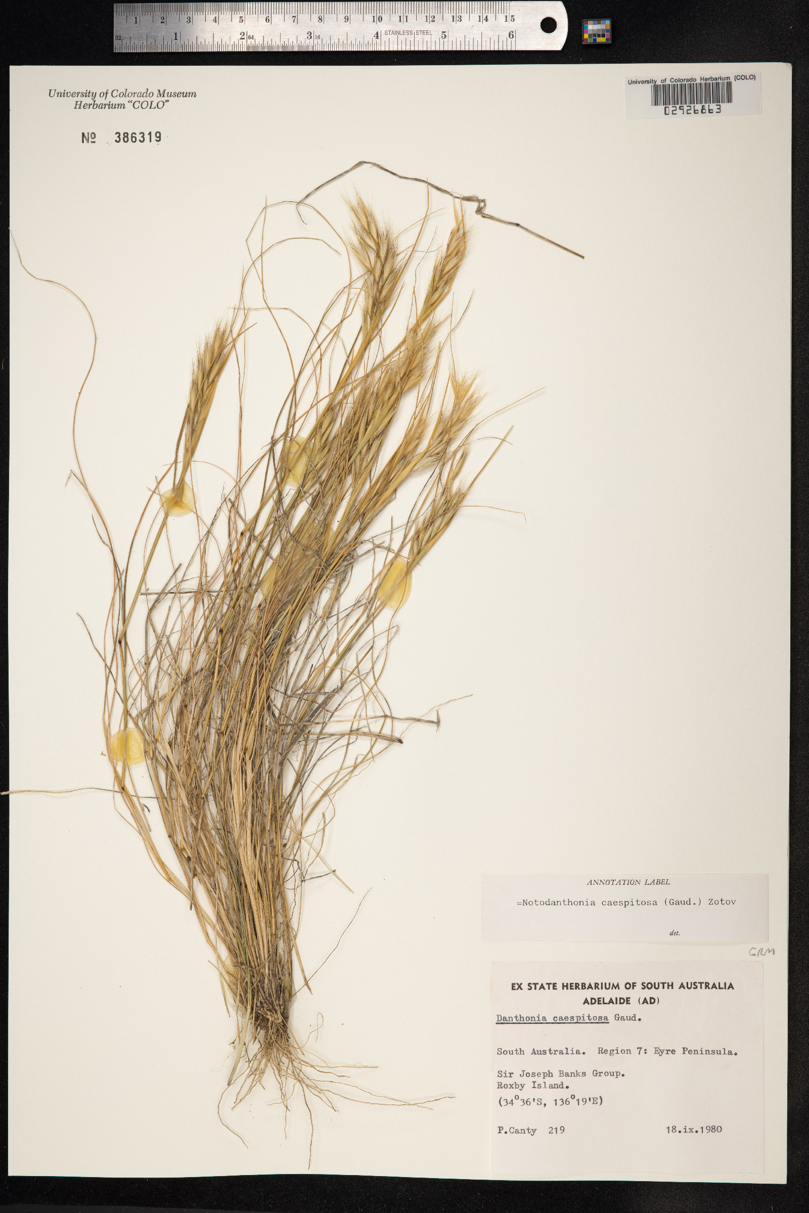 Rytidosperma caespitosum image