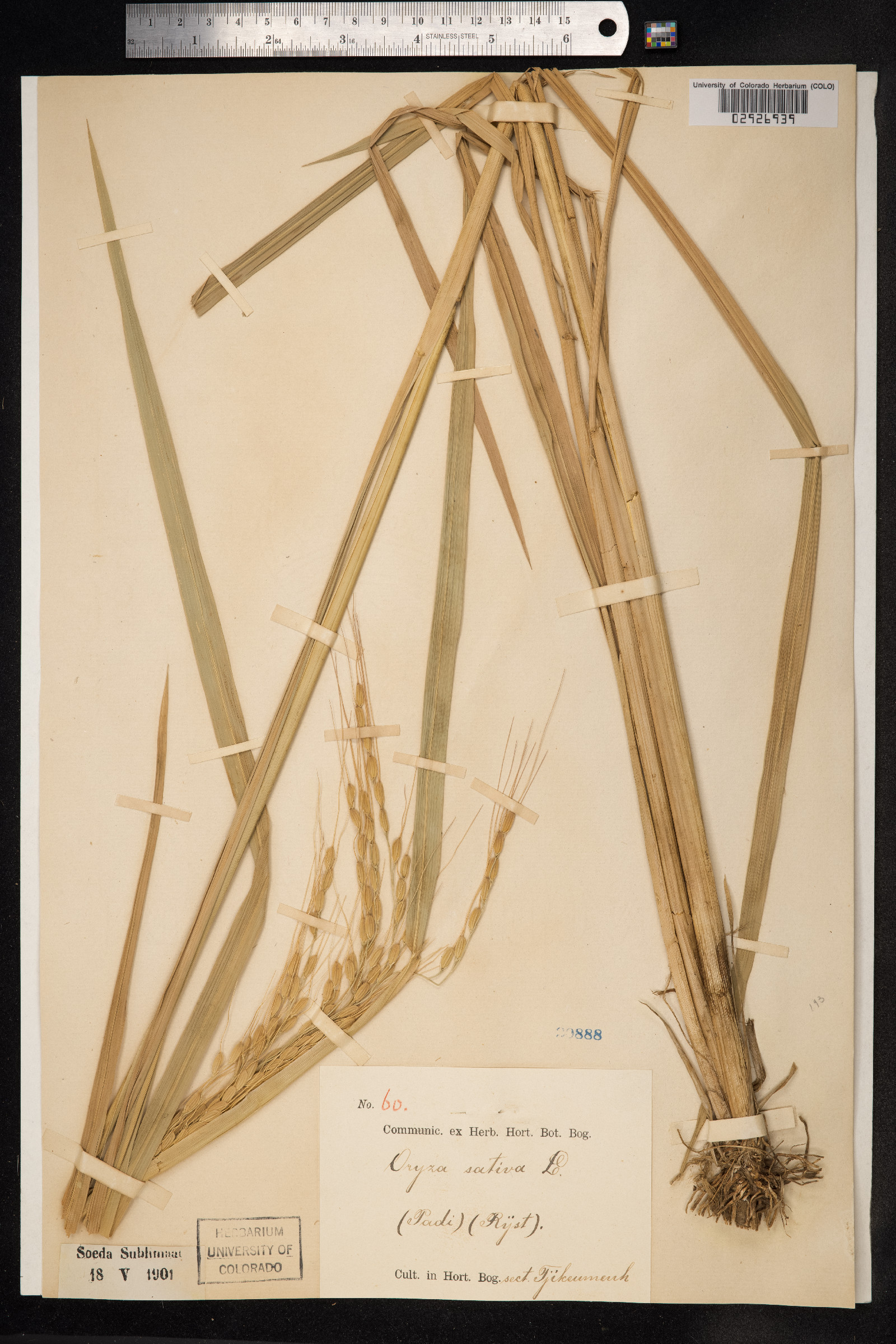Oryza sativa image