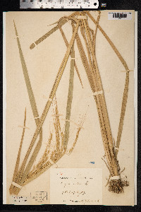 Oryza sativa image