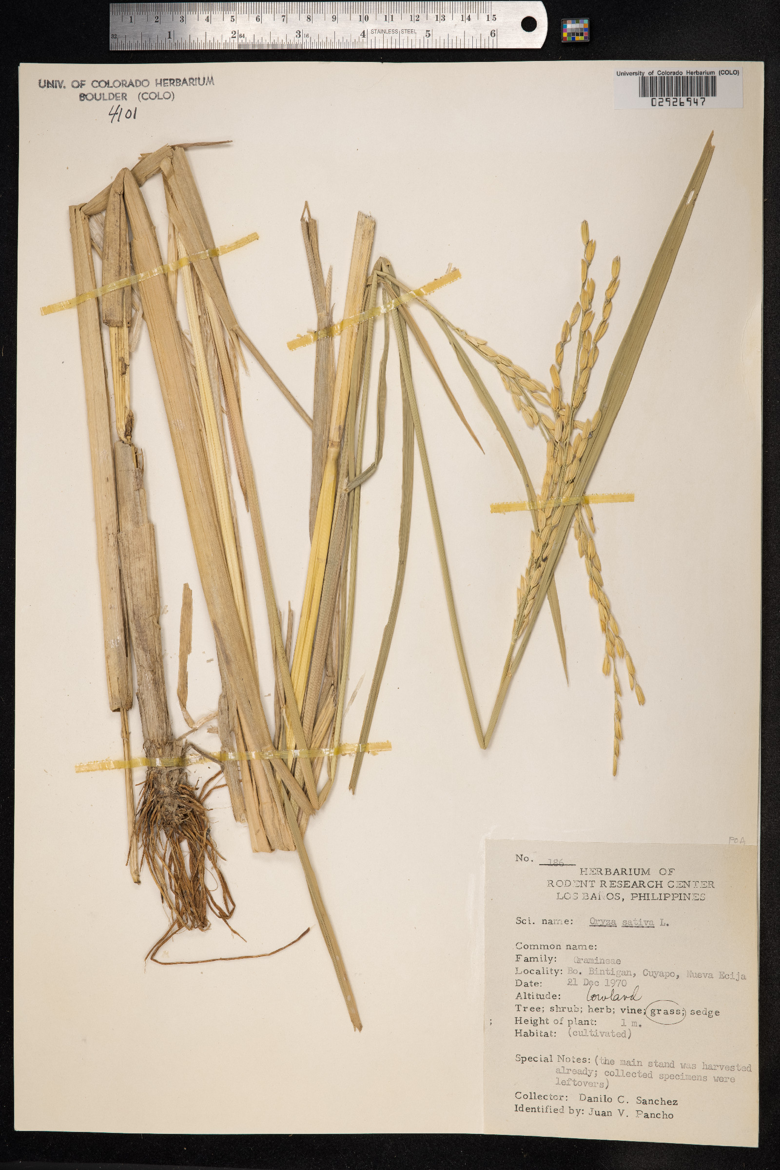 Oryza sativa image