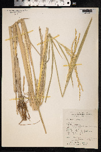 Oryza sativa image