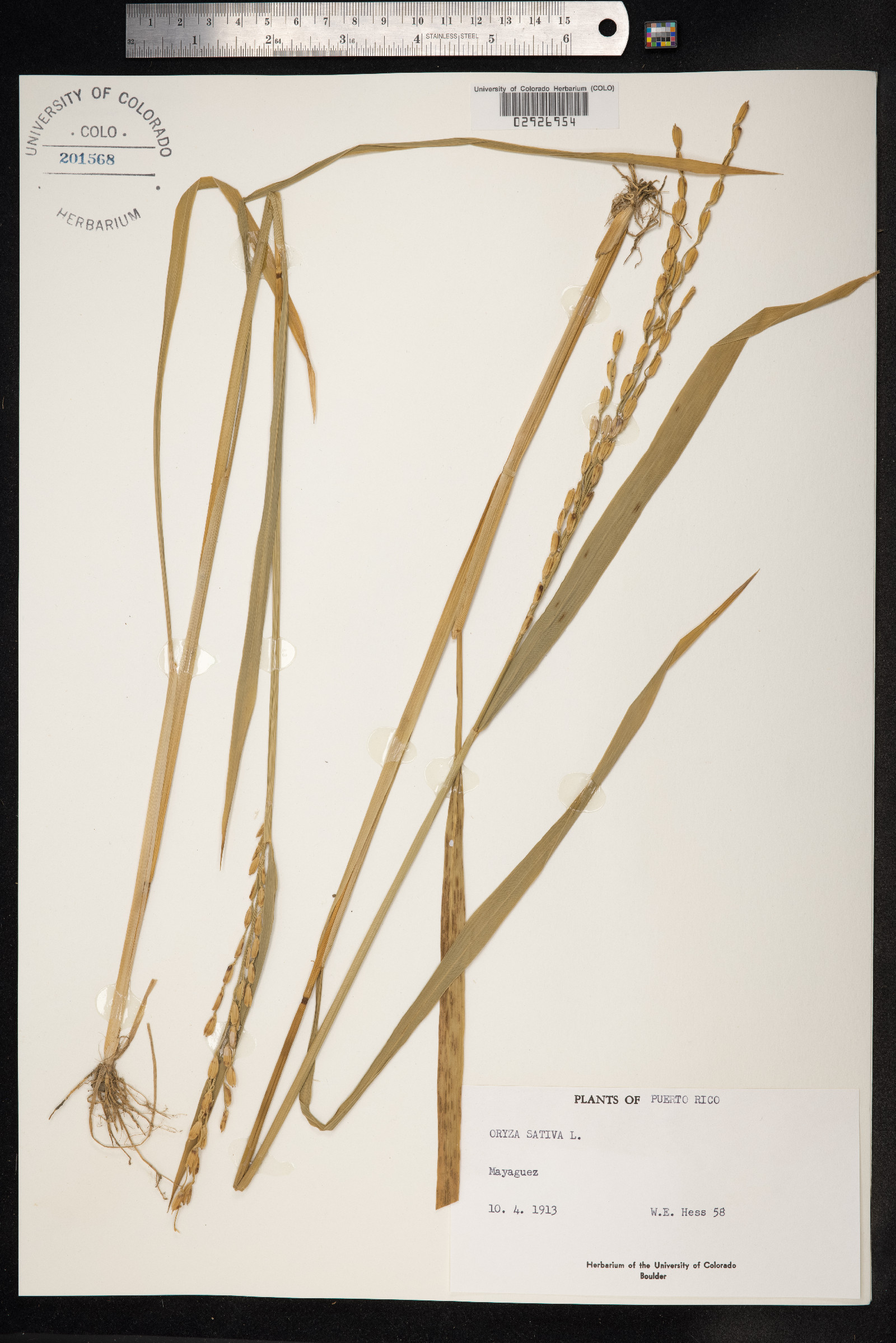 Oryza sativa image