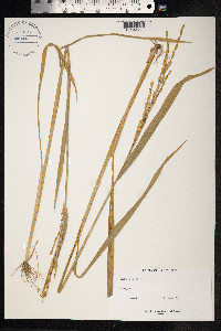 Oryza sativa image