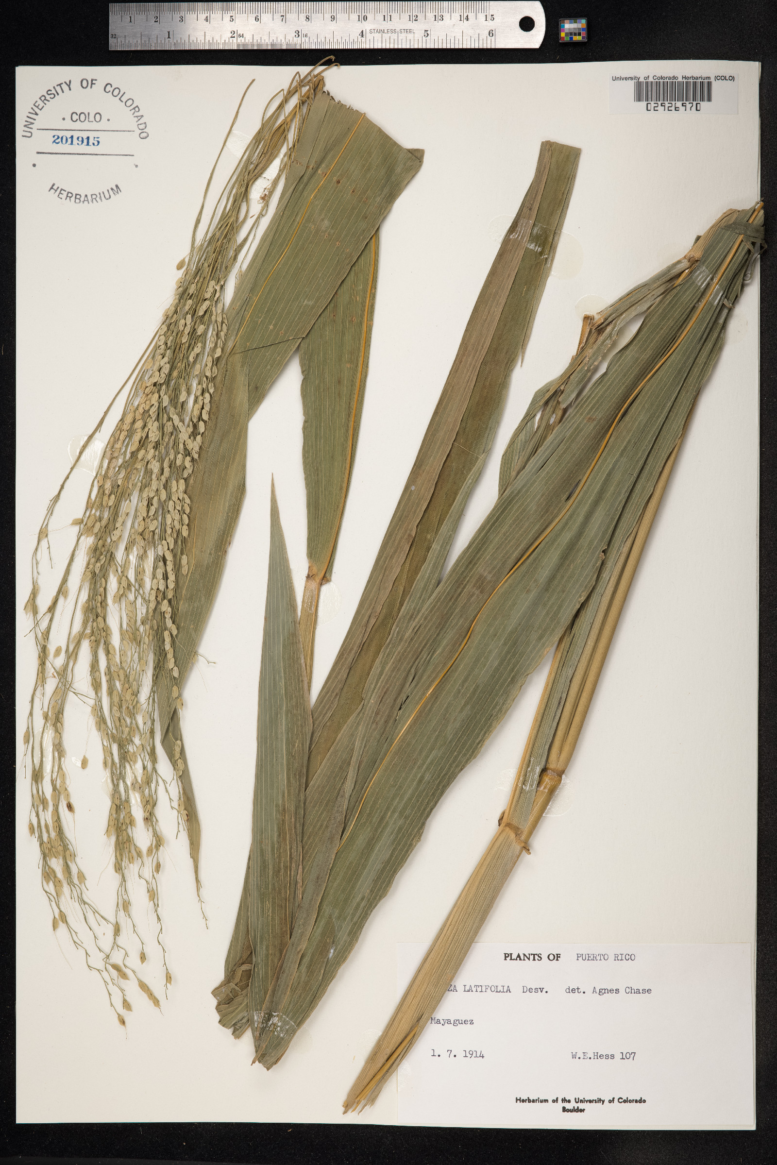 Oryza latifolia image