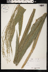 Image of Oryza latifolia