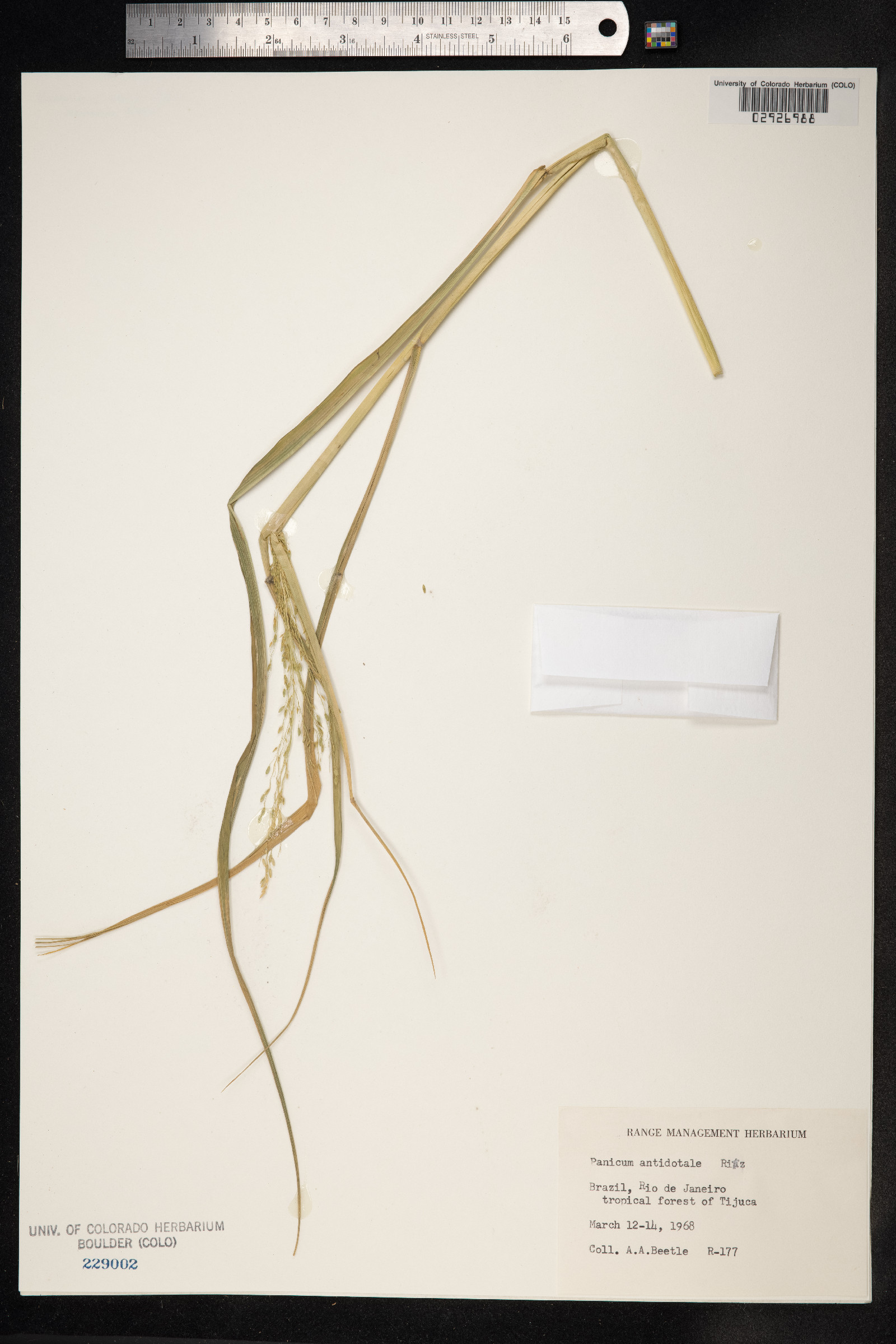 Panicum antidotale image