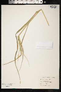 Panicum antidotale image