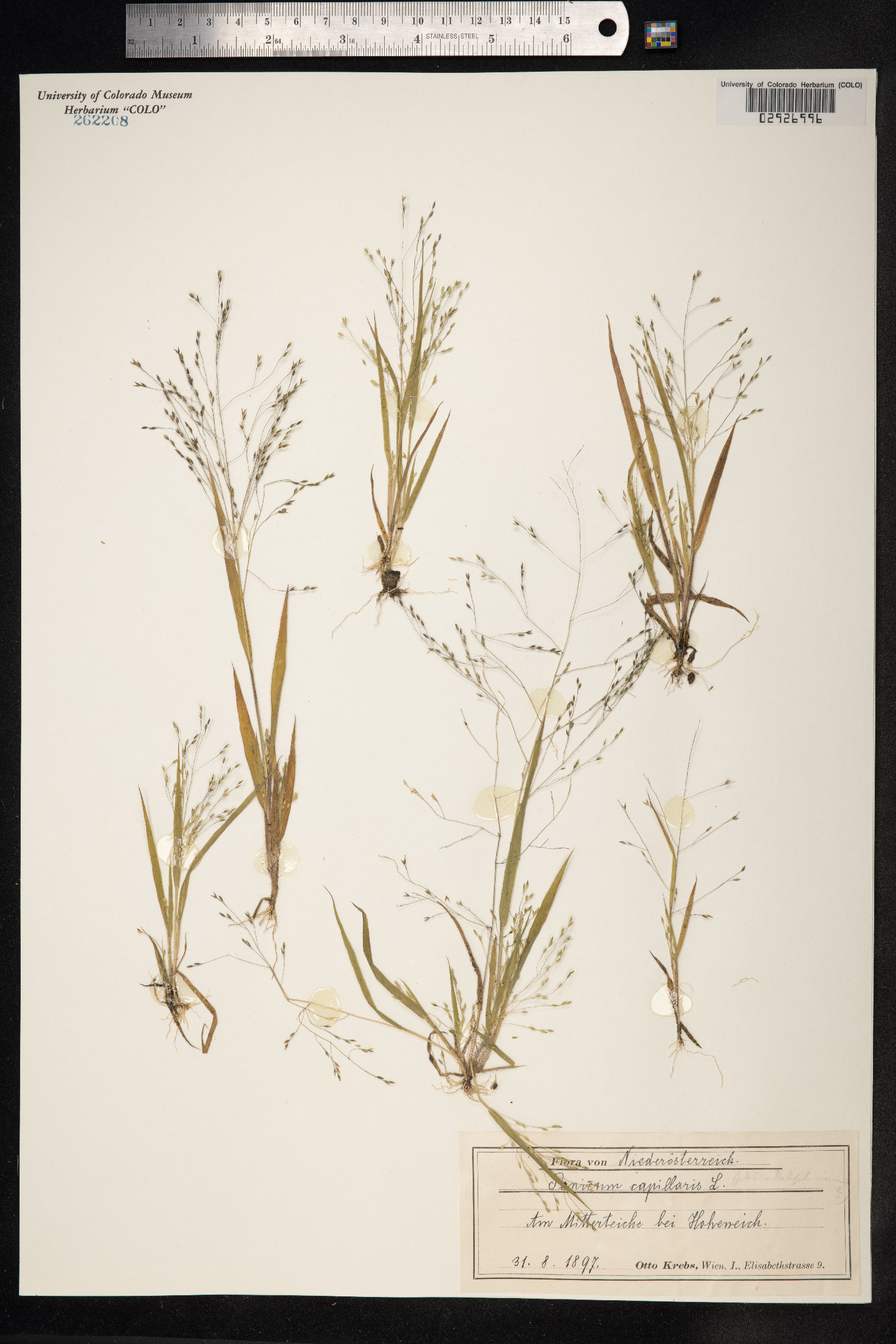 Panicum capillare image