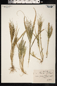 Panicum capillare image