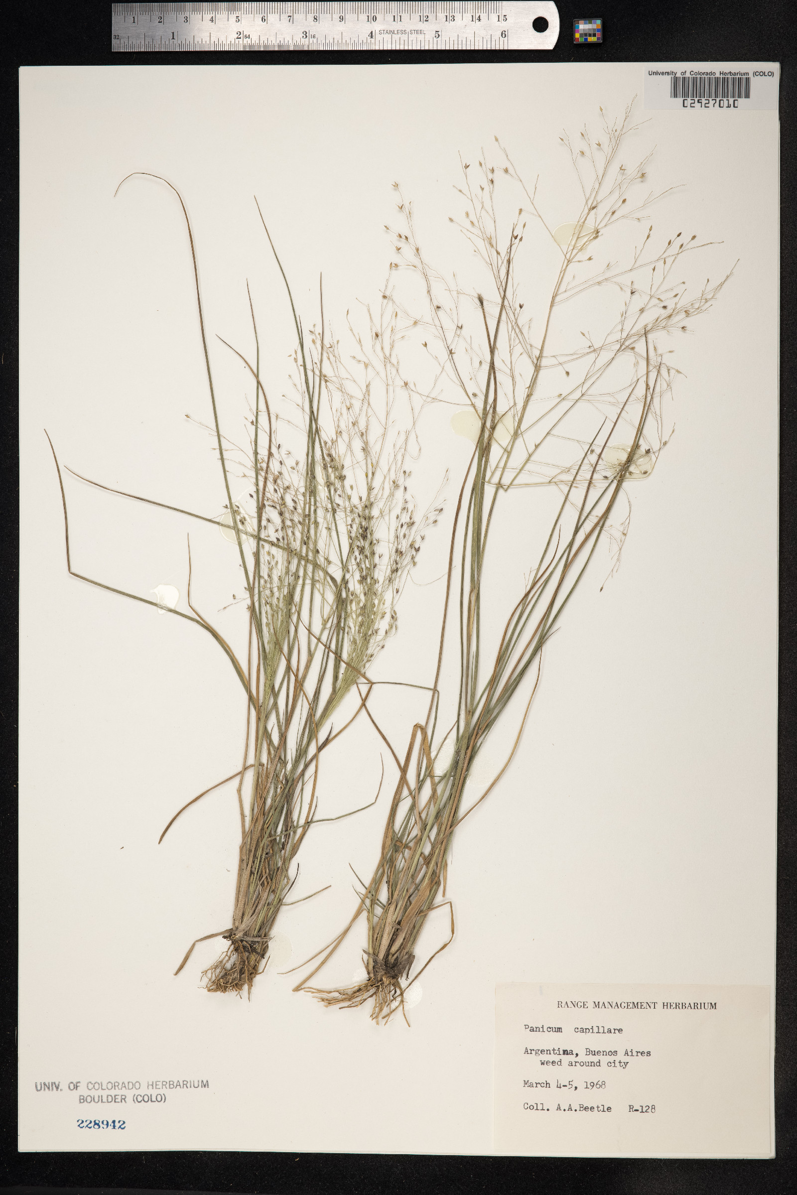 Panicum capillare image