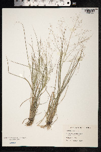 Panicum capillare image