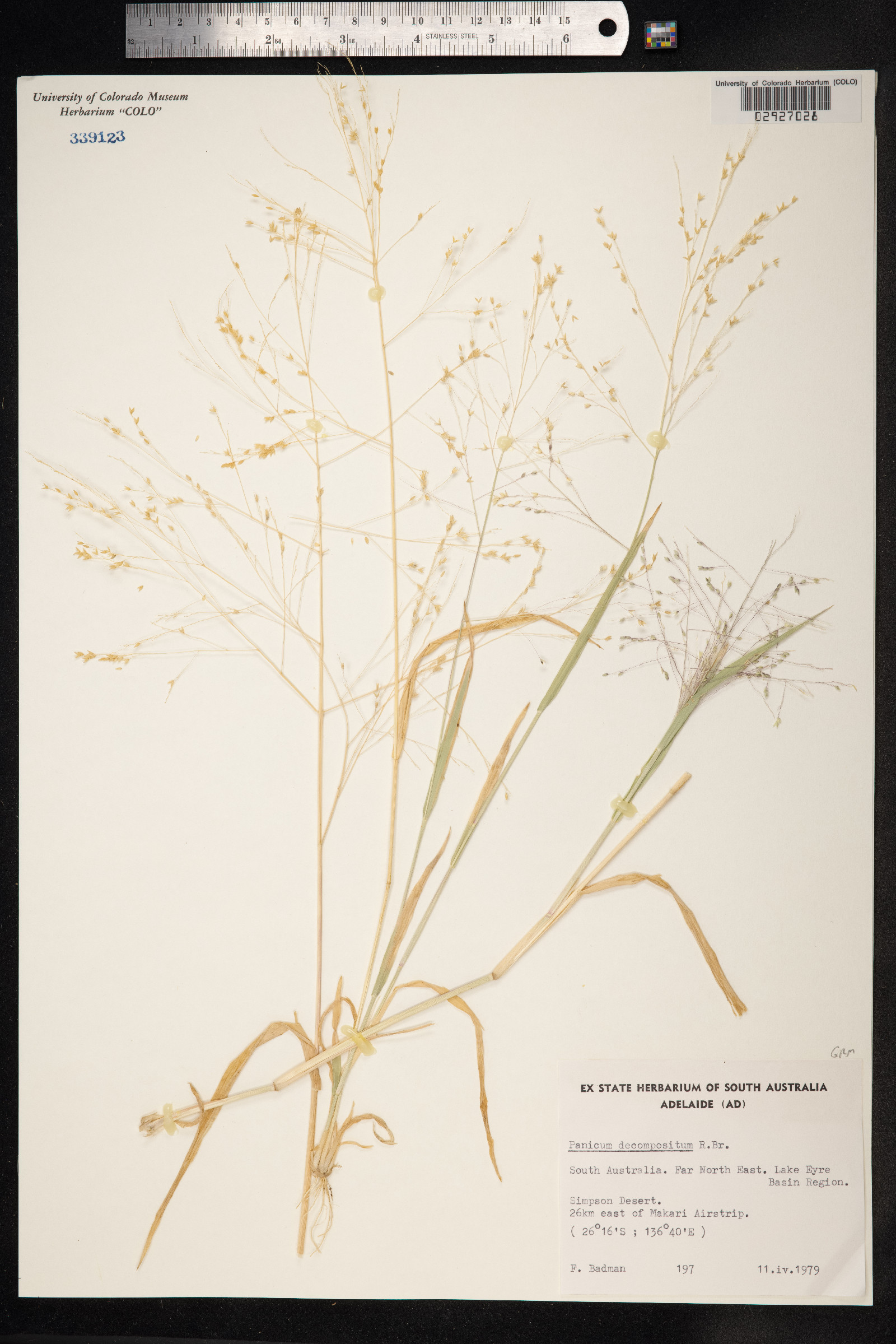 Panicum decompositum image
