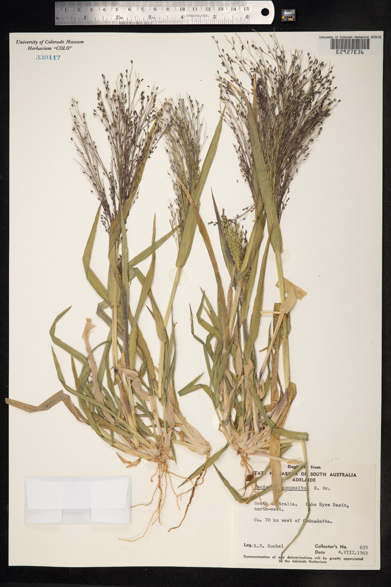 Panicum decompositum image