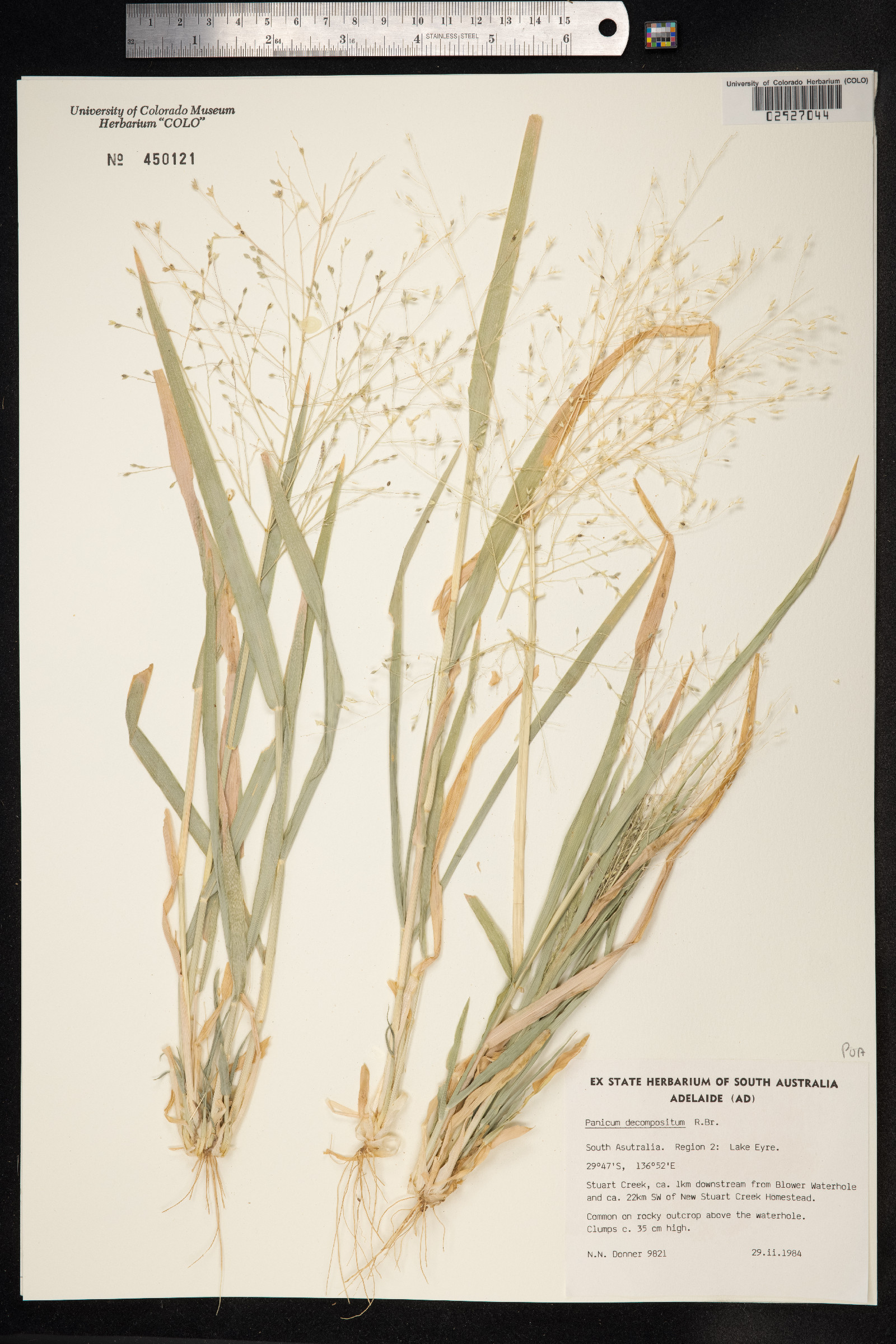Panicum decompositum image