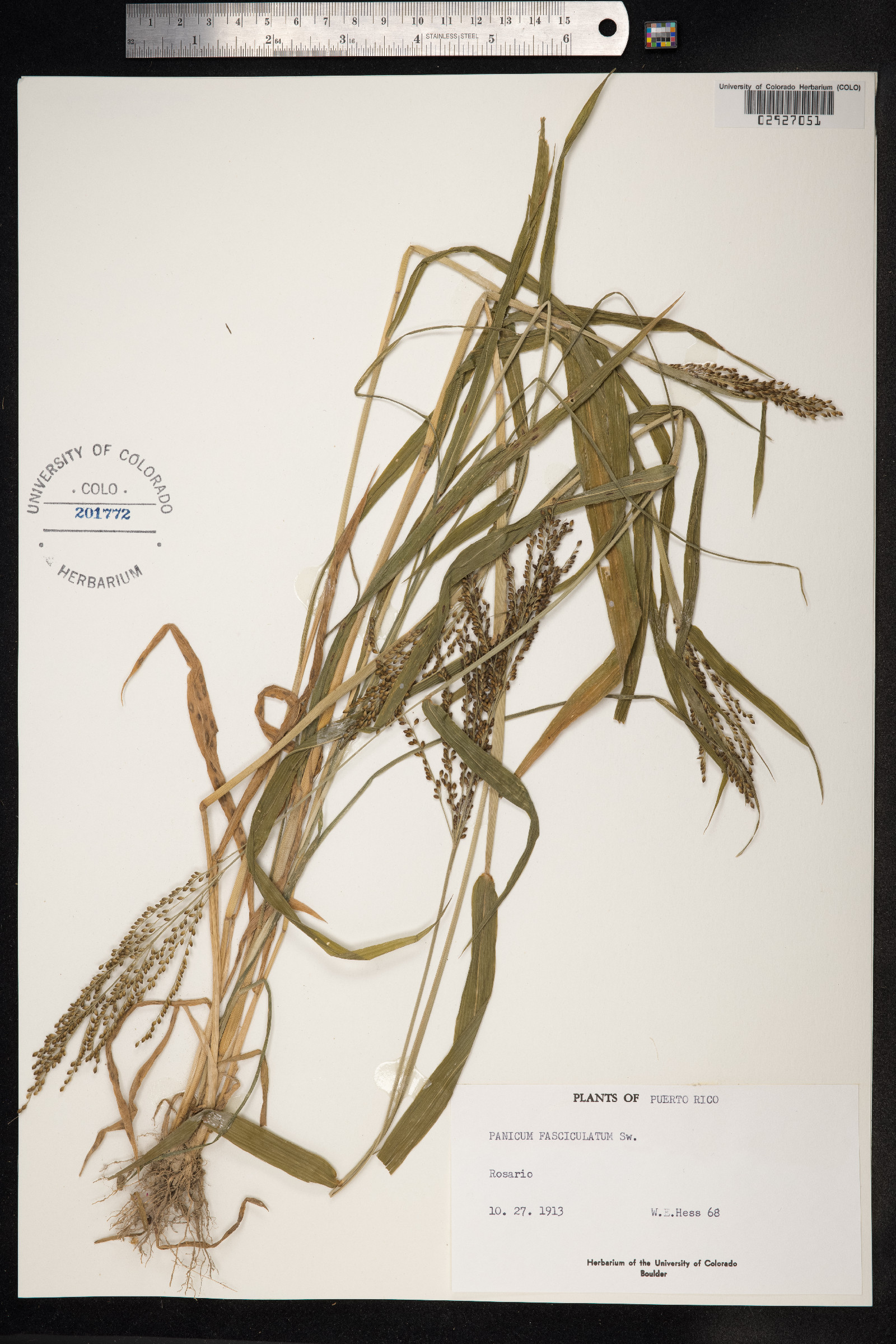 Urochloa image