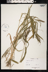 Urochloa fusca image