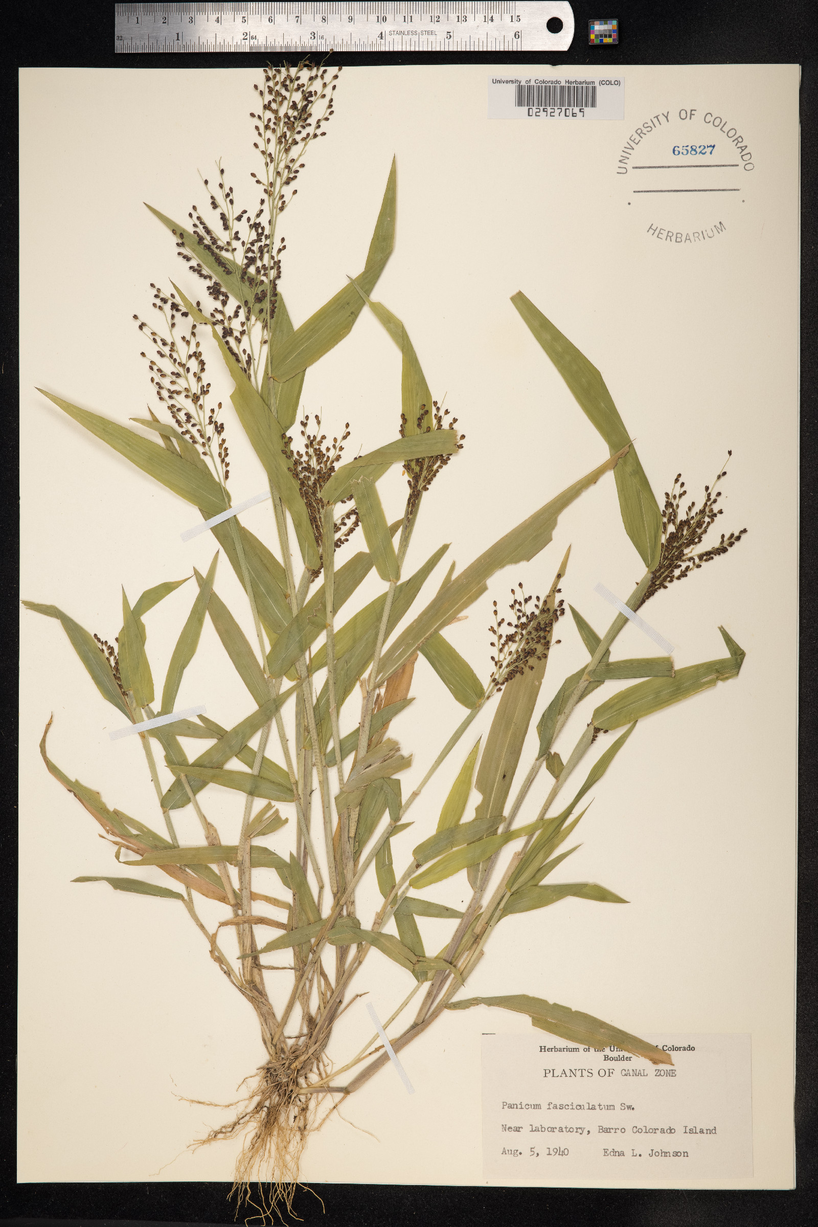 Urochloa fusca image