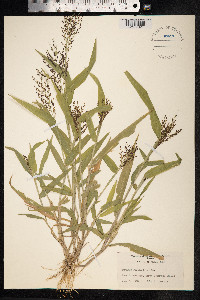 Urochloa fusca image