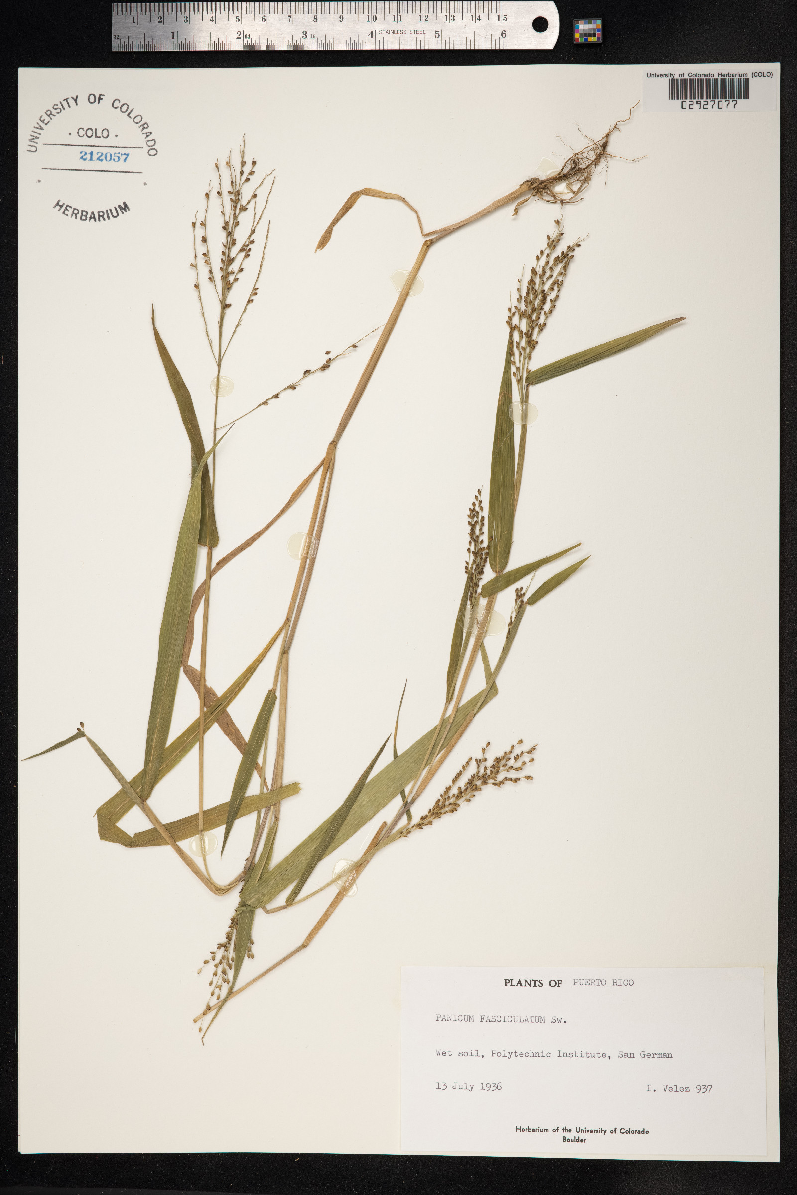 Urochloa fusca image