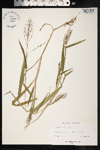Urochloa fusca image