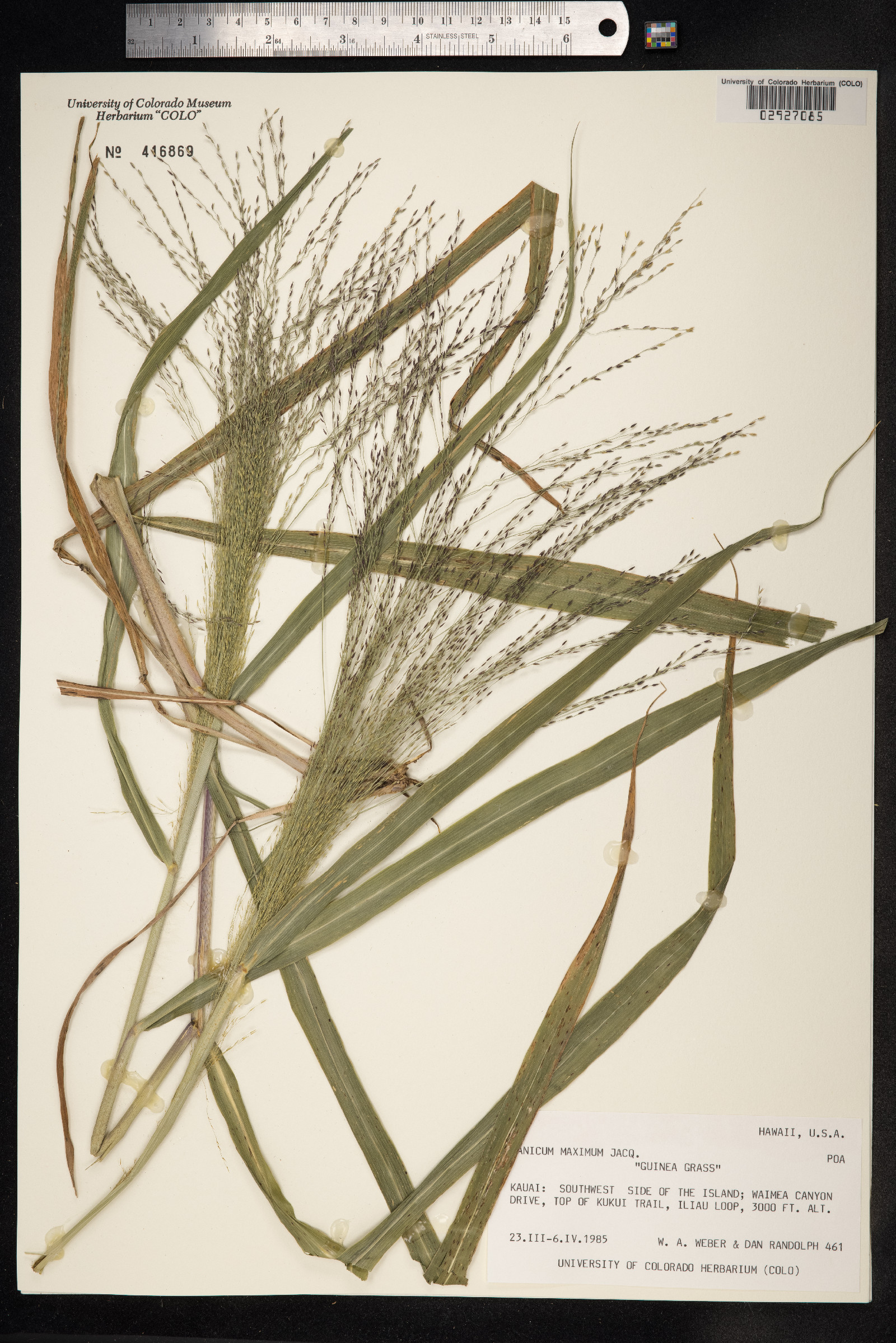 Panicum image
