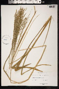 Megathyrsus maximus image