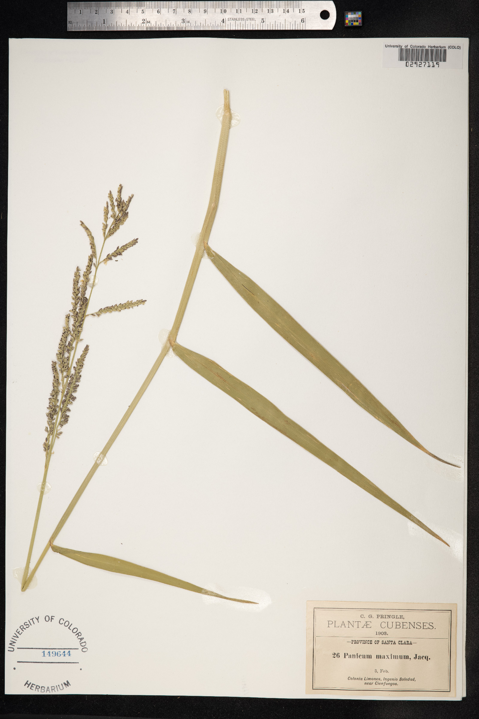 Megathyrsus maximus image