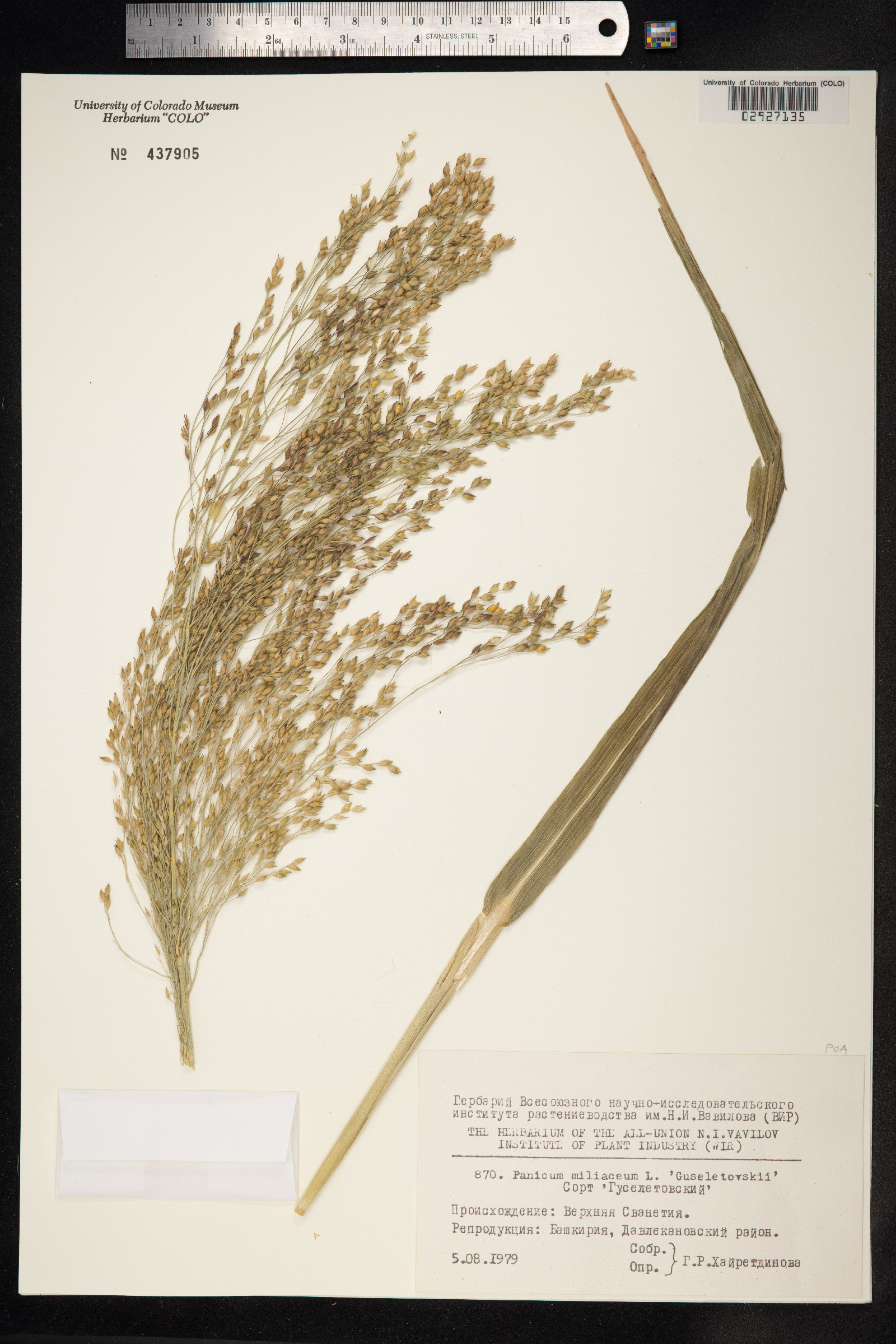 Panicum miliaceum image