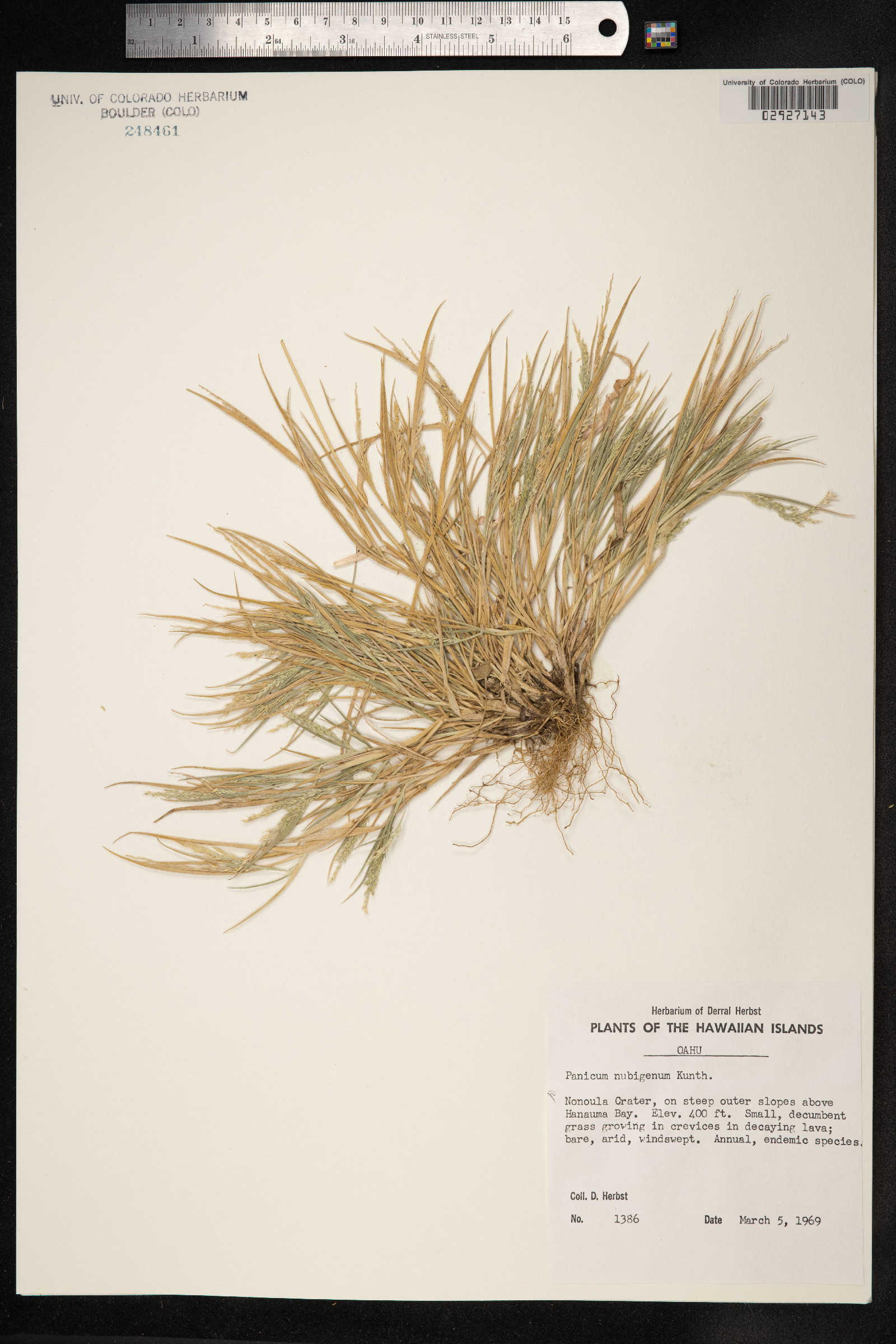 Panicum torridum image