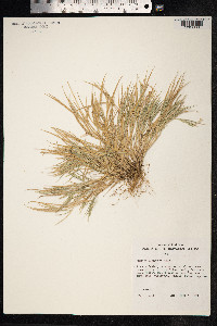 Panicum torridum image