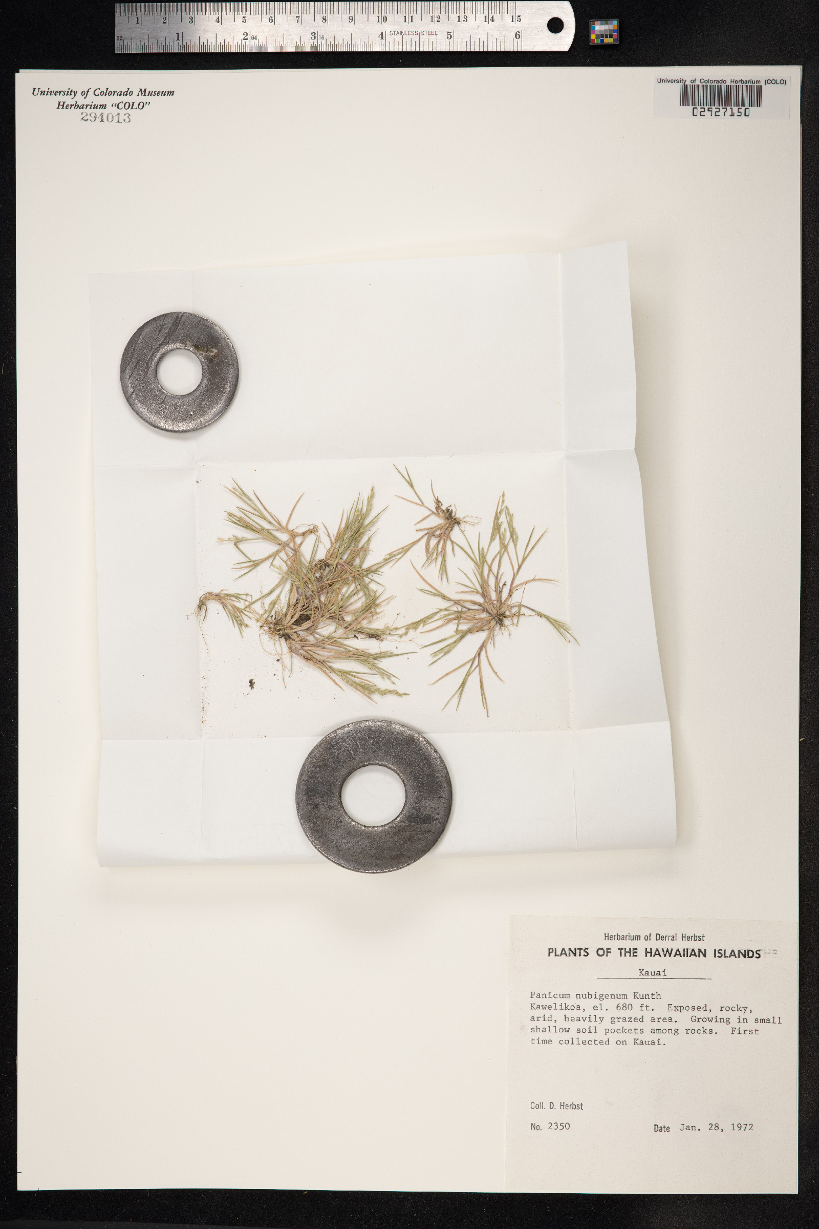 Panicum torridum image