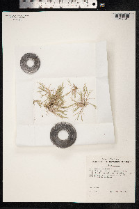 Panicum torridum image