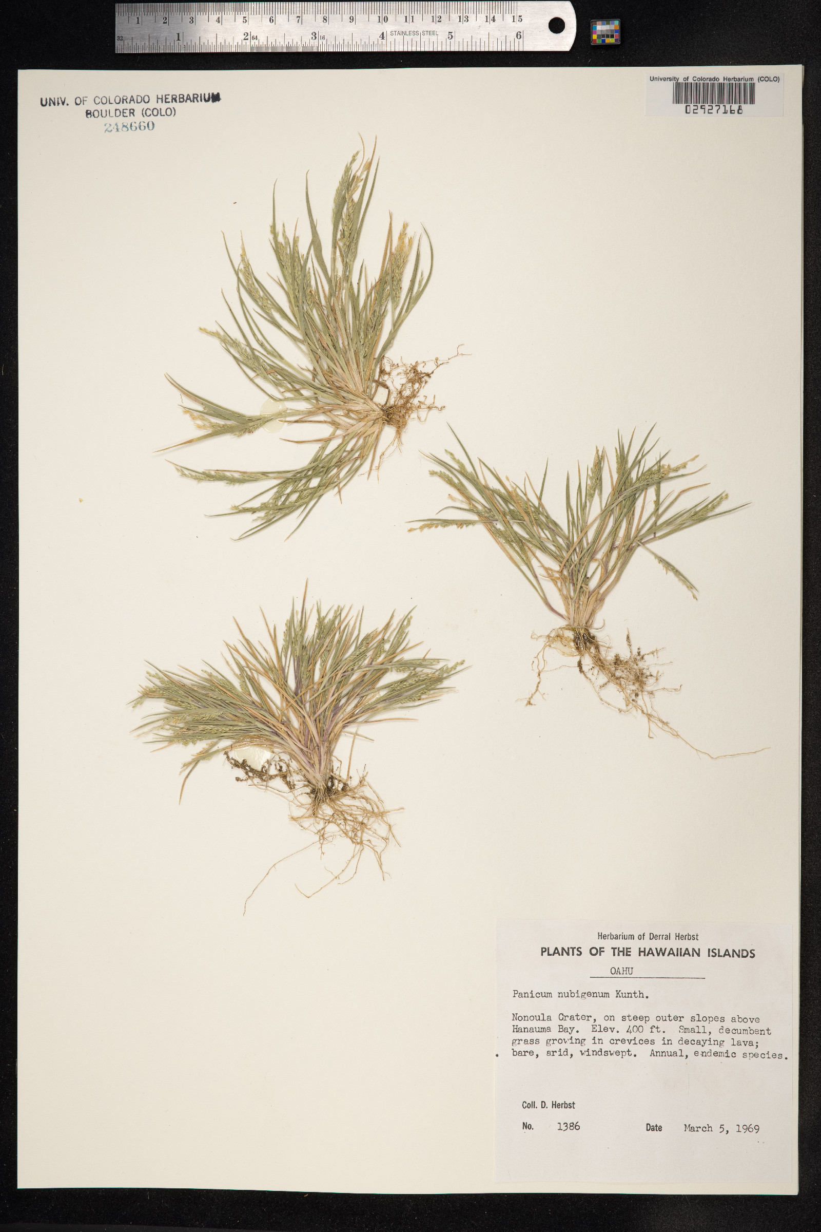 Panicum torridum image