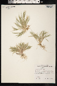 Panicum torridum image
