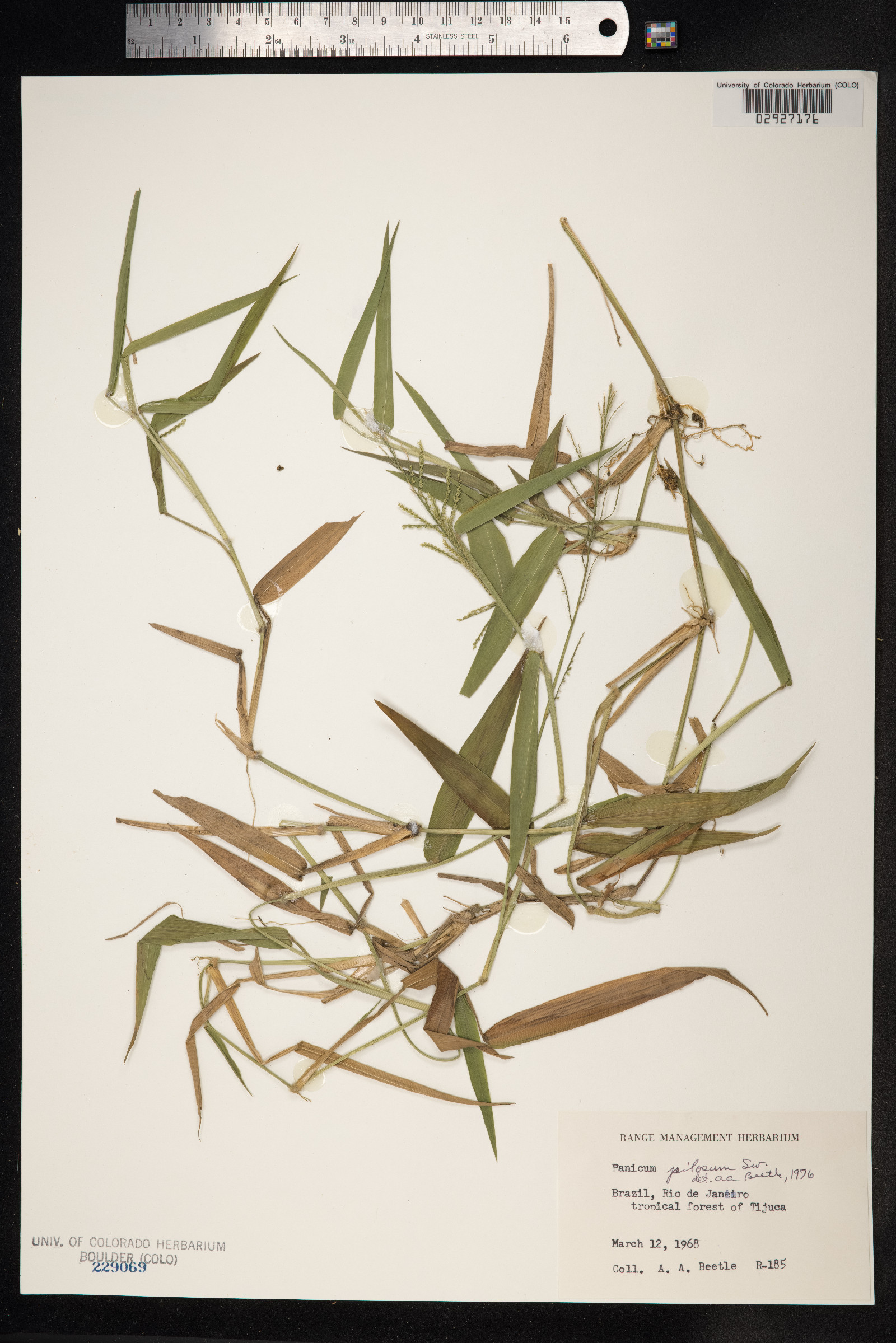 Panicum pilosum image